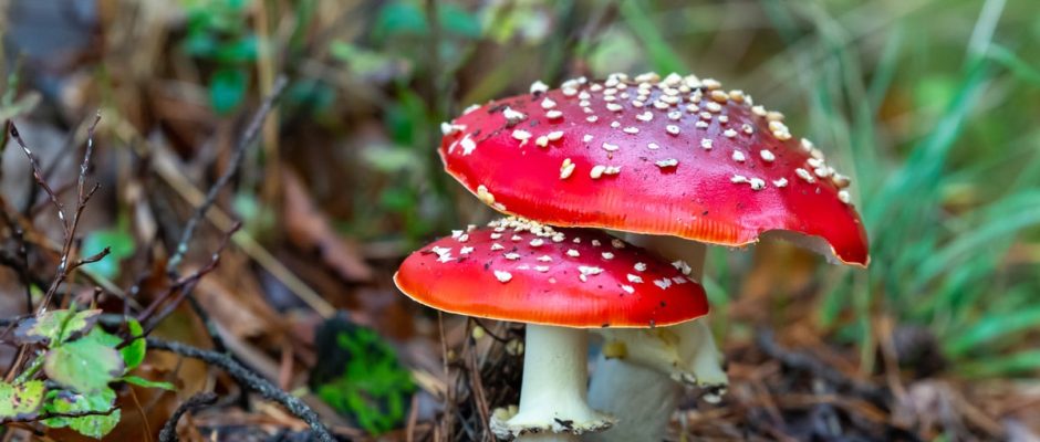 (Megint) Megvan a hosszú élet elixírje… csak… nos… van egy aprócska gond vele…
