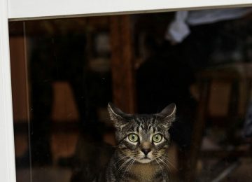 Acoustic Kitty: a CIA kémmacskákat akart bevetni – ki gondolta volna, hogy ez egy hülye ötlet?