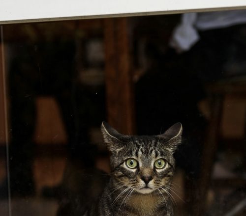 Acoustic Kitty: a CIA kémmacskákat akart bevetni – ki gondolta volna, hogy ez egy hülye ötlet?