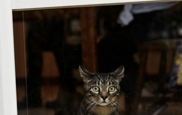 Acoustic Kitty: a CIA kémmacskákat akart bevetni – ki gondolta volna, hogy ez egy hülye ötlet?