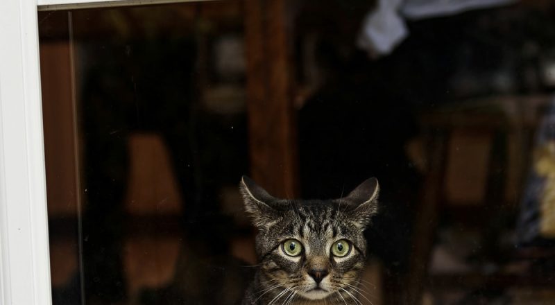 Acoustic Kitty: a CIA kémmacskákat akart bevetni – ki gondolta volna, hogy ez egy hülye ötlet?